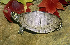 Graptemys: Mississippi Map Turtle