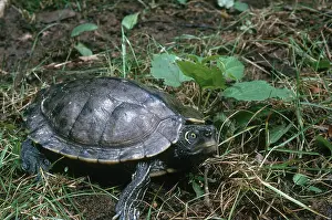 Sawback: Mississippi Map Turtle