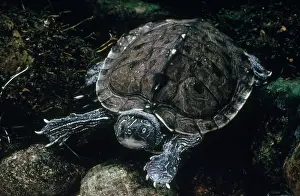 Sawback: Mississippi Map Turtle