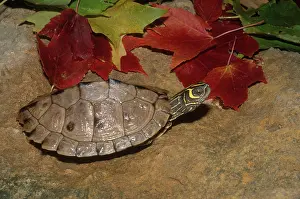 Sawback: Mississippi Map Turtle