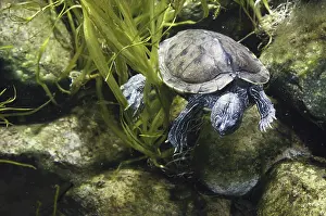 Sawback: Mississippi Map Turtle