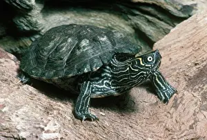 Emydidae: Mississippi Map Turtle