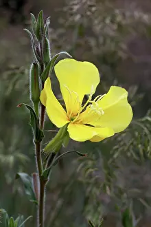 Oenothera: Missouri primrose