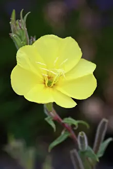 Oenothera: Missouri primrose, Oenothera macrocarpa, single flower of a