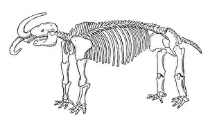 Americanum: Missourium, American Mastodon, Cenozoic Mammal