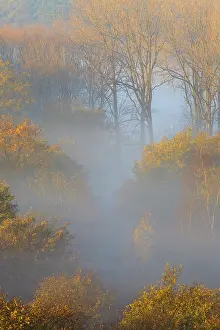Duinreservaat: Mist in deciduous forest with autumn colors