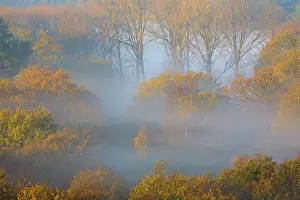 Duinreservaat: Mist in deciduous forest with autumn colors