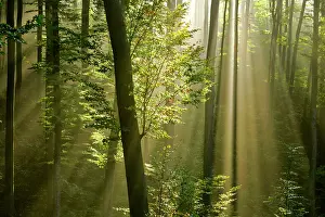 Sunrays: Mist in forest sunrays breaking through autumn forest