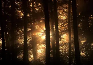 Sunrays: Mist in forest sunrays breaking through mist