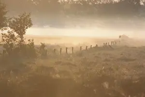 Drentsche: Mist lingers over moist meadows and farm fence poles at dawn
