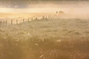 Beek: Mist lingers over moist meadows and farm fences at dawn