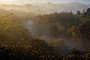 Duinreservaat: Mist in mixed coniferous and deciduous forest in autumn colors