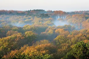 Duinreservaat: Mist in mixed coniferous and deciduous forest in autumn colors