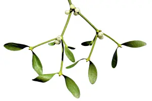 Detailed: Misteltoe - Detailed study of ripe berries and leaves