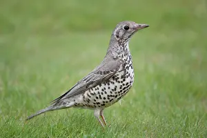 Mistle: Mistle Thrush