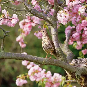 Mistle: MISTLE THRUSH