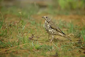 Meijendel: Mistle Thrush