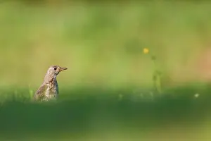 Mistle: Mistle Thrush