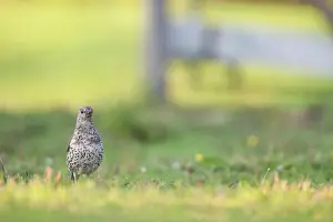 Mistle: Mistle Thrush