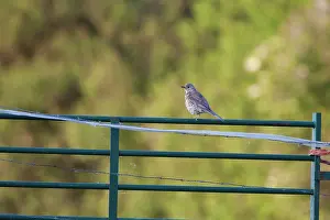 Mistle: Mistle Thrush