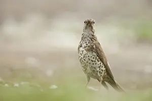 Mistle: Mistle Thrush
