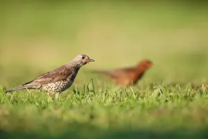Mistle: Mistle Thrush