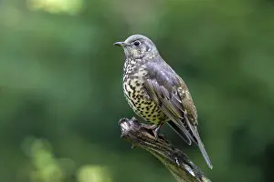 Mistle: Mistle Thrush adult