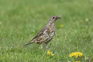 Turdidae: Mistle Thrush - adult bird on meadow - Germany