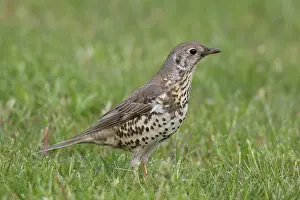 Turdidae: Mistle Thrush - adult bird on meadow - Germany