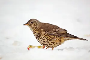 Mistle: Mistle Thrush - with apple in snow - winter