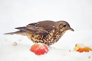 Mistle: Mistle Thrush - with apple in snow - winter
