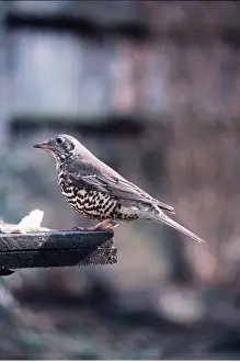 Tables: MISTLE THRUSH - at bird table
