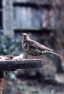 Tables: Mistle THRUSH - at bird table