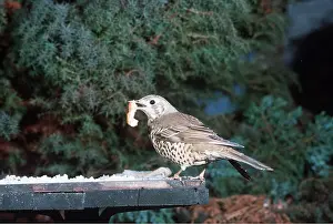 Tables: MISTLE THRUSH - on bird table, with grub in beak