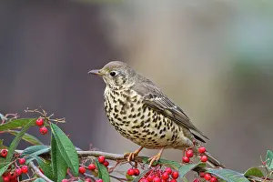 Cotoneaster: Mistle Thrush - on cotoneaster