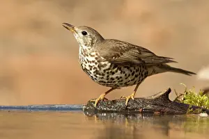 Mistle: Mistle Thrush - drinking at pool