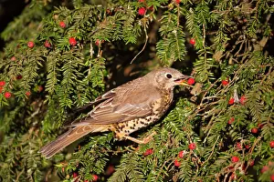 Mistle: Mistle Thrush - eating yew berries