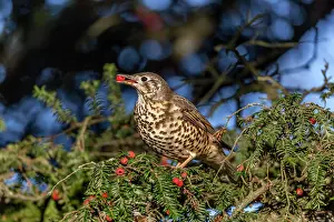 Thrush: Mistle Thrush - Eating Yew Berries - UK