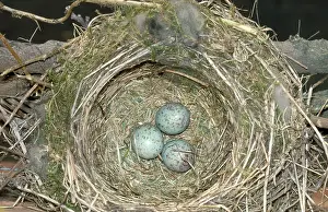 Mistle: Mistle Thrush - eggs in nest