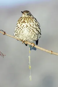 Faeces: Mistle Thrush - excreting mistletoe berry seeds