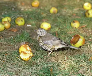 Mistle: Mistle Thrush - feeding on apples in winter