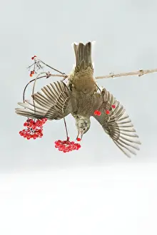 Guelder: Mistle Thrush - feeding on Guelder Rose berries, winter