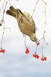 Guelder: Mistle Thrush - feeding on Guelder Rose berries, winter