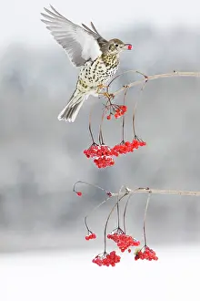 Guelder: Mistle Thrush - feeding on Guelder Rose berries, winter
