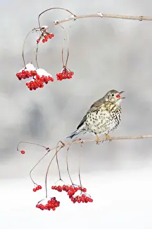Guelder: Mistle Thrush - feeding on Guelder Rose berries, winter