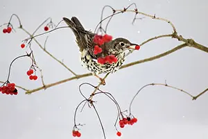 Guelder: Mistle Thrush - feeding on Guelder Rose berries in winter