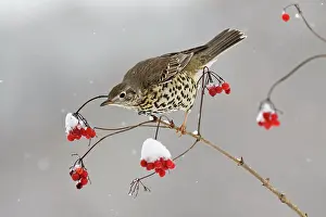 Guelder: Mistle Thrush - feeding on Guelder Rose berries in winter
