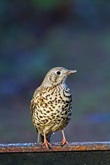Mistle: Mistle Thrush - on fence