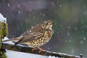 Mistle: Mistle Thrush - on gate in falling snow