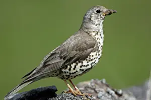 Mistle: Mistle Thrush - With grub in beak